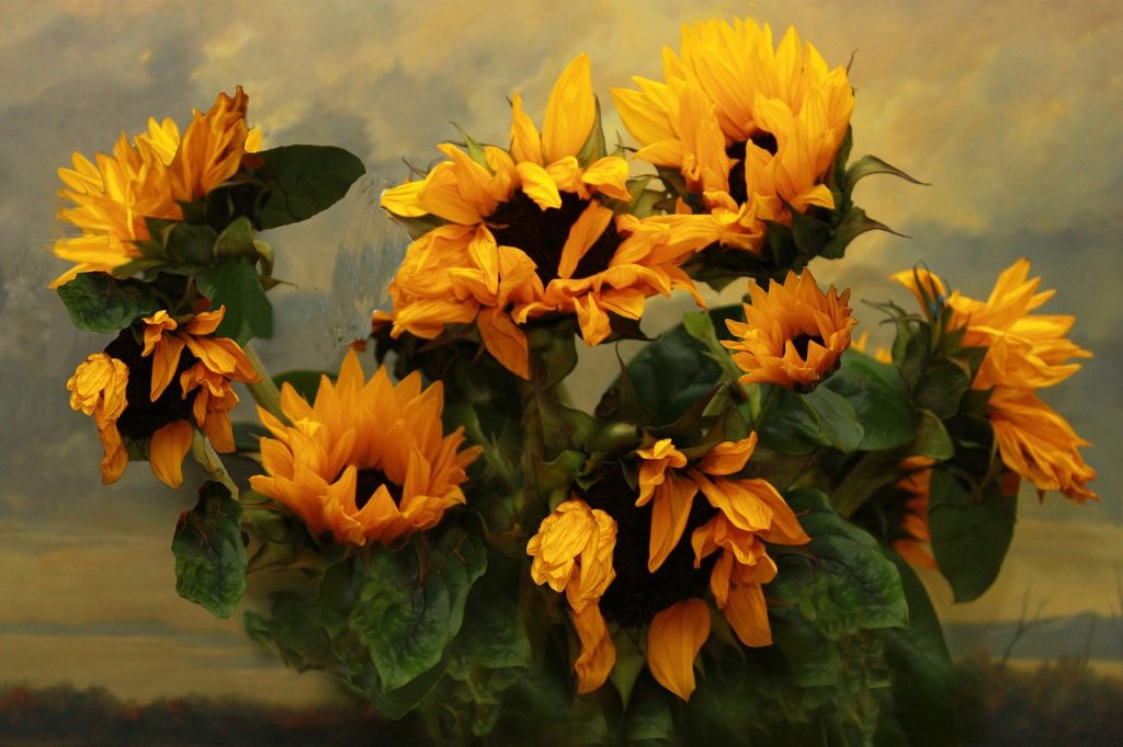 sunflowers, against, painting, brown painting, brown paint, brown sunflower