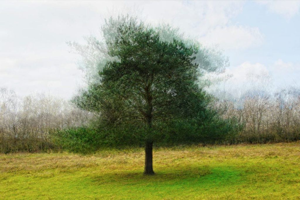 Ethereal depiction of a lone pine tree with an abstract artistic touch in a serene meadow.